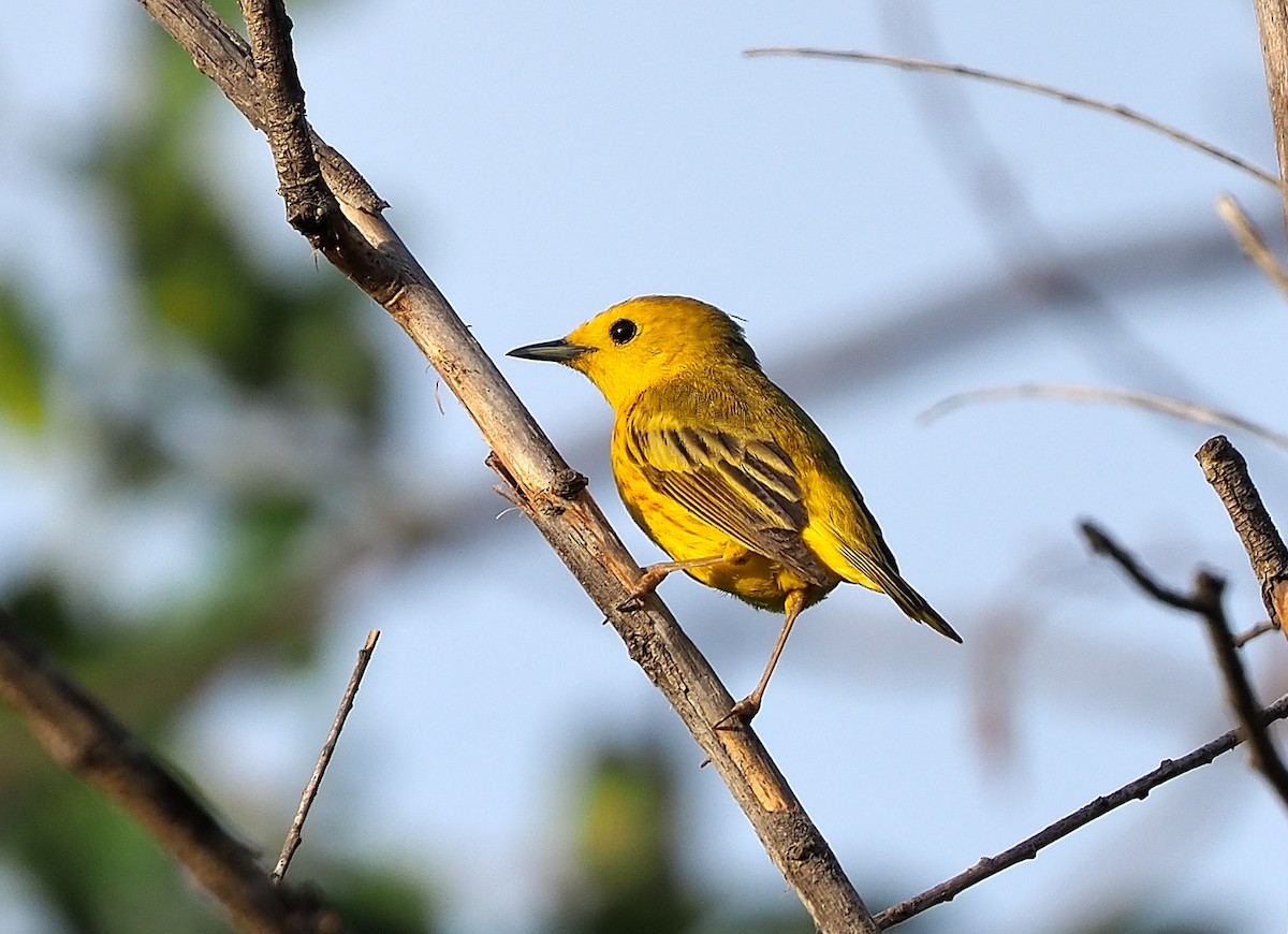 Yellow Warbler (Northern) - ML345841521