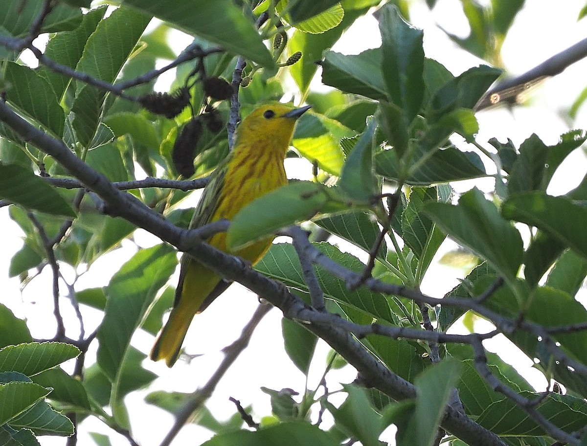 Yellow Warbler (Northern) - ML345841541
