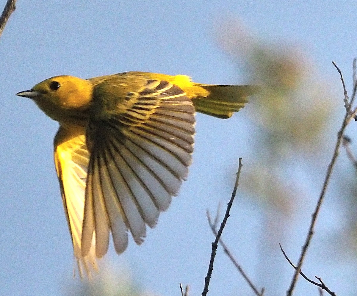 Yellow Warbler (Northern) - ML345841551