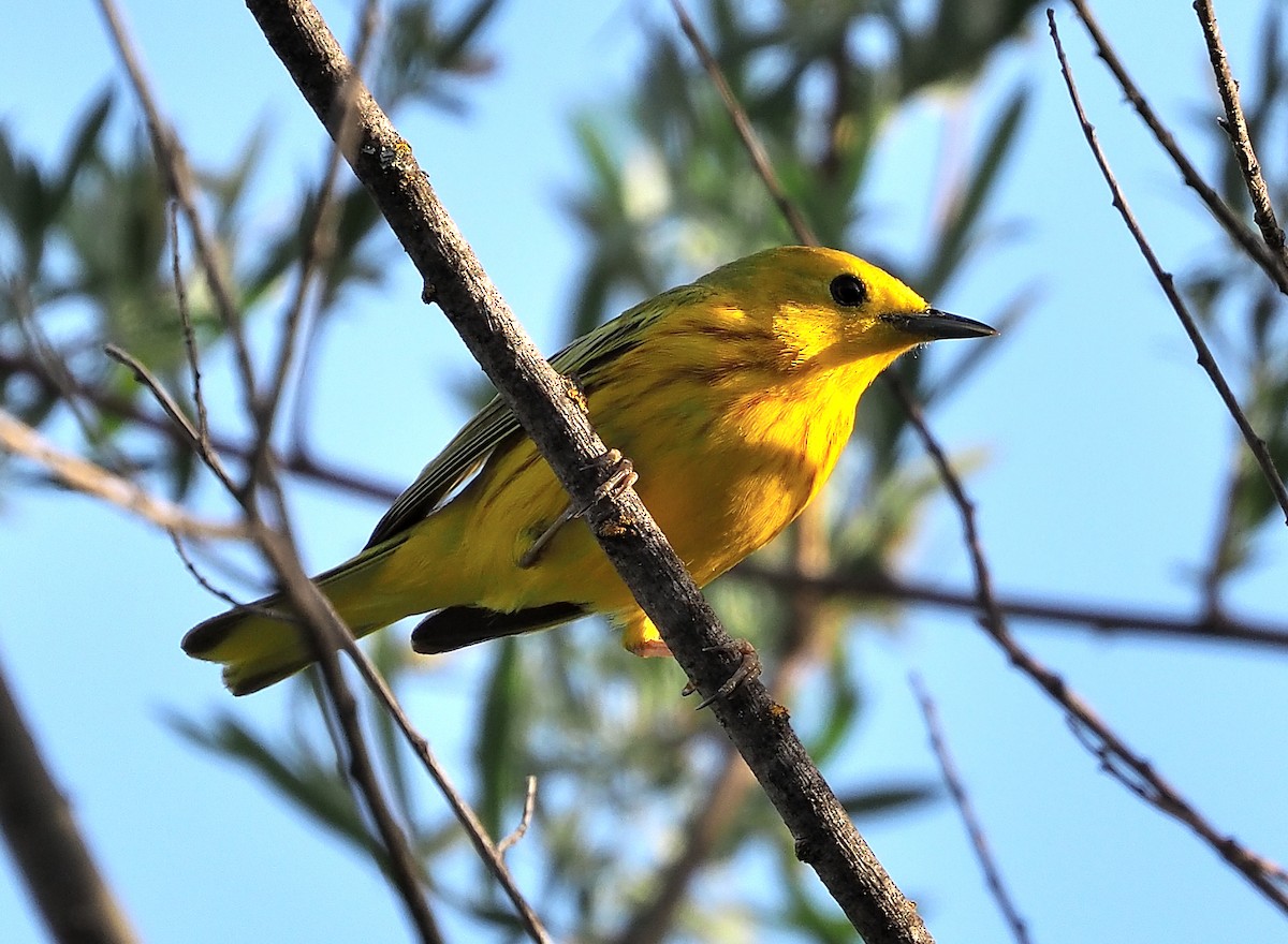Yellow Warbler (Northern) - ML345841561