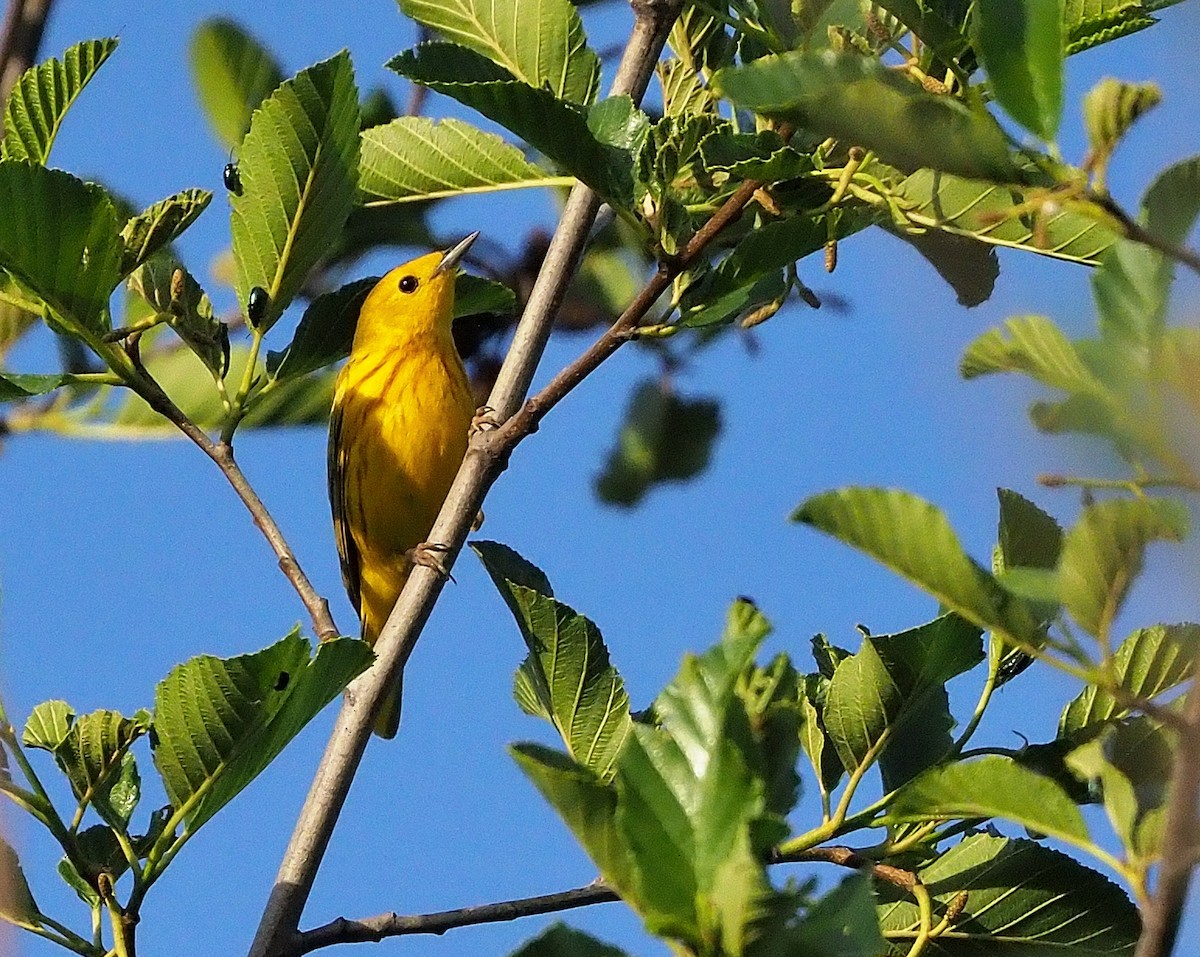Yellow Warbler (Northern) - ML345841571