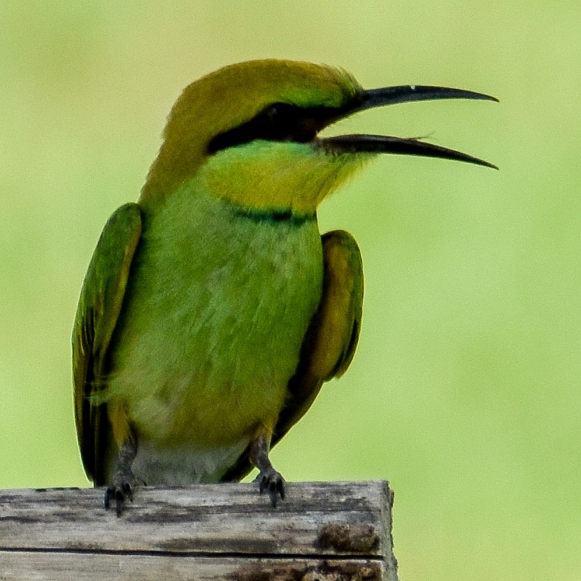 Asian Green Bee-eater - ML345844391