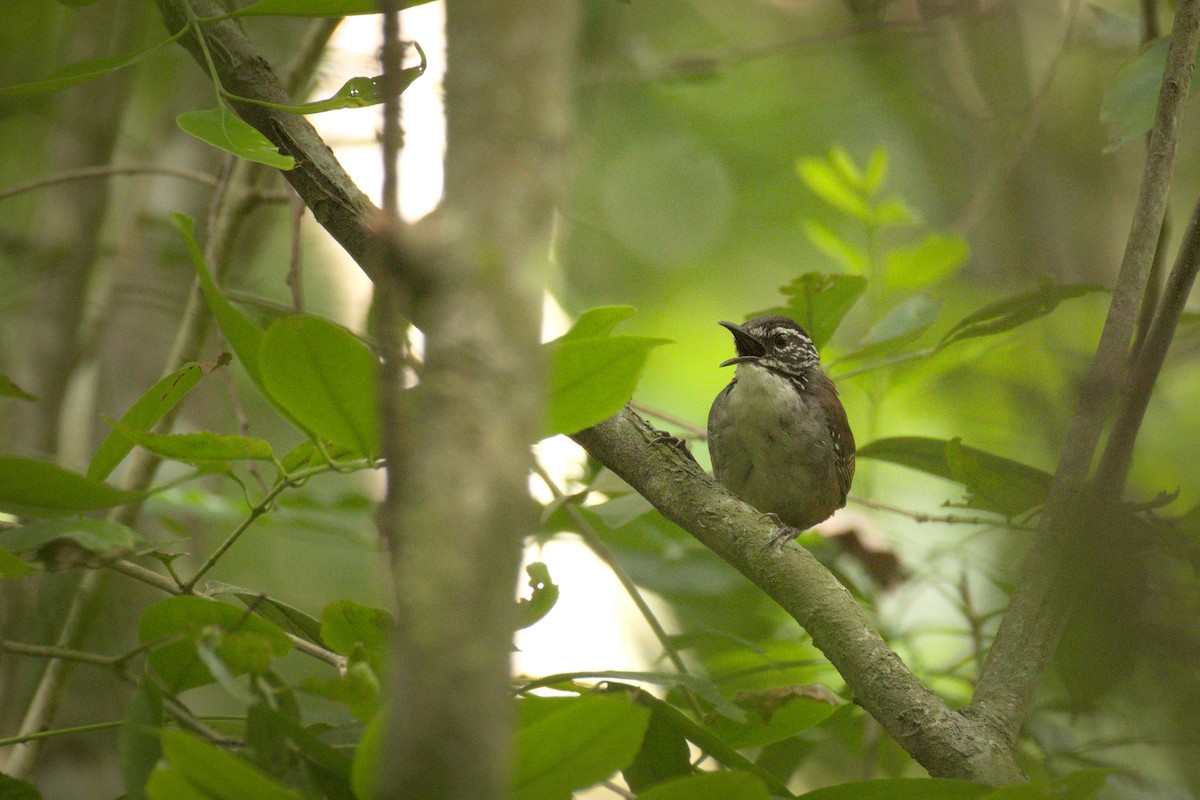 White-breasted Wood-Wren (Sclater's) - eBird