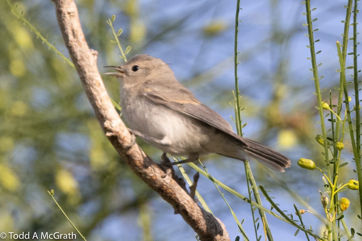 Lucy's Warbler - ML345861201
