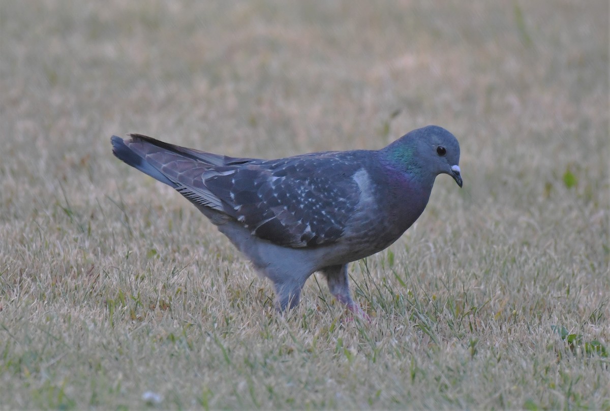 Rock Pigeon (Feral Pigeon) - ML345864431