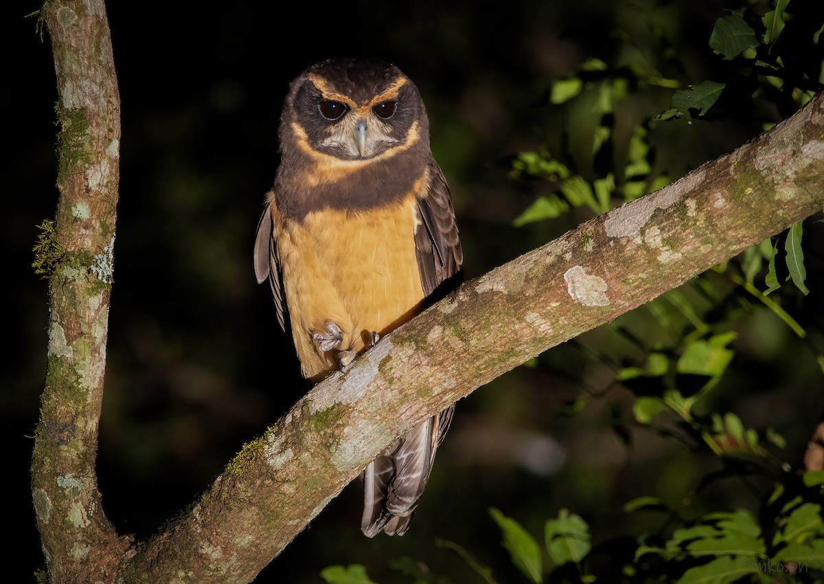 Tawny-browed Owl - ML345867791