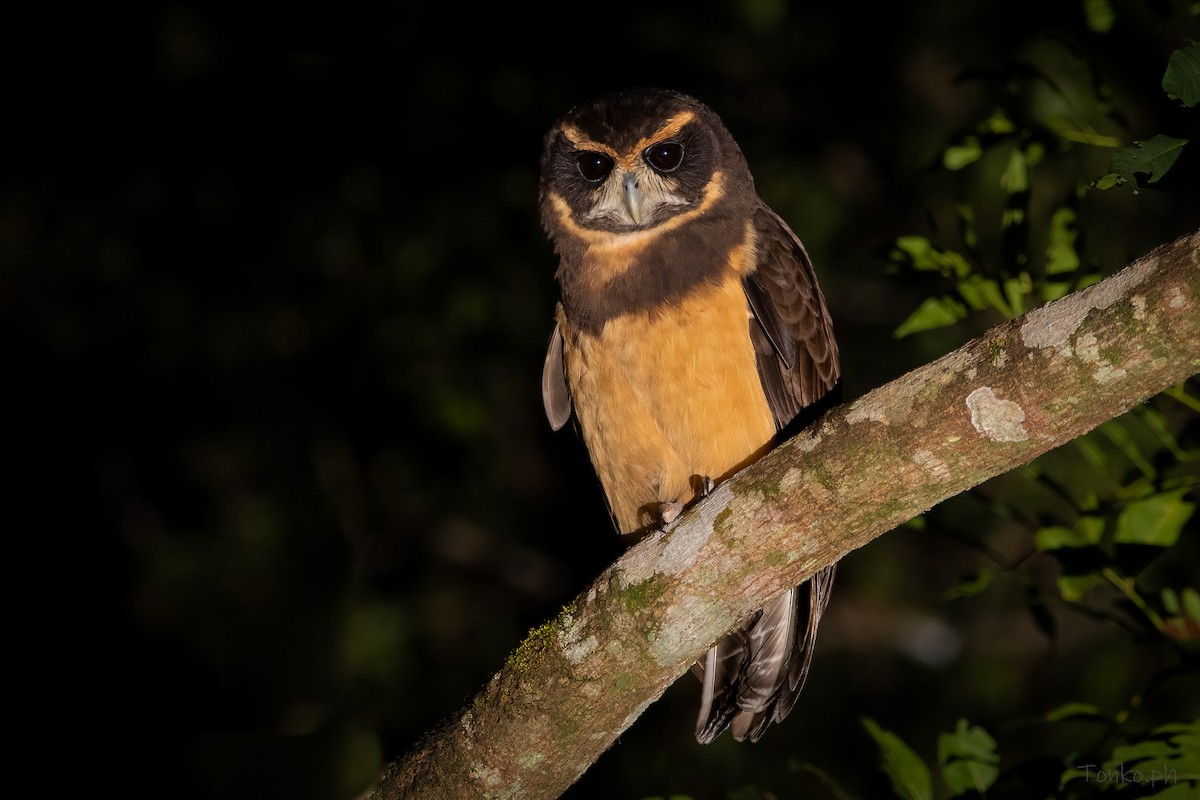 Tawny-browed Owl - Carlos Maure
