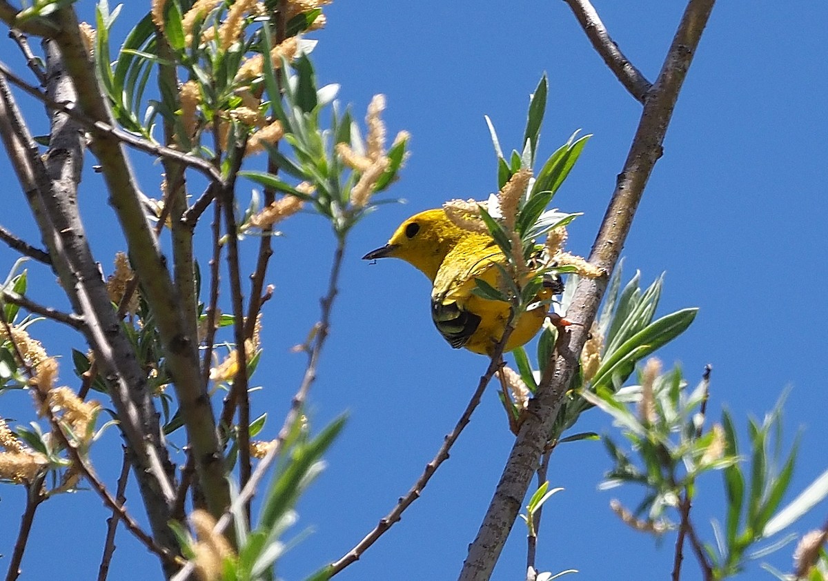 Yellow Warbler (Northern) - ML345868891