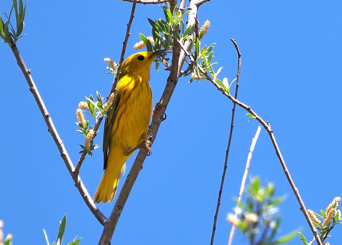 Yellow Warbler (Northern) - ML345868901