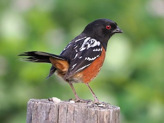 Spotted Towhee