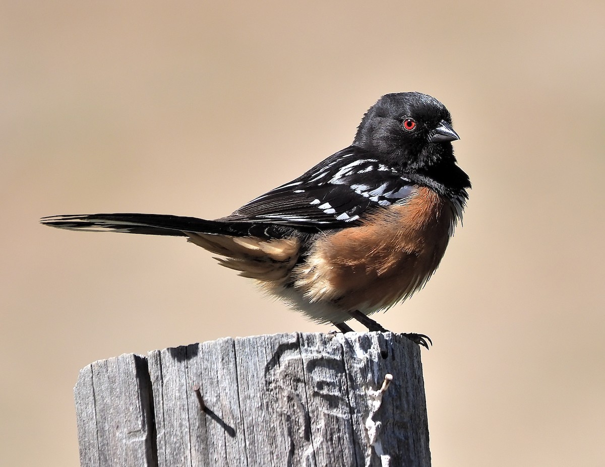 Spotted Towhee - ML345869661