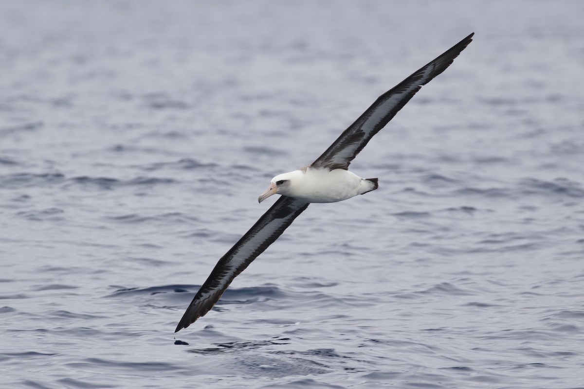 albatros laysanský - ML345884311