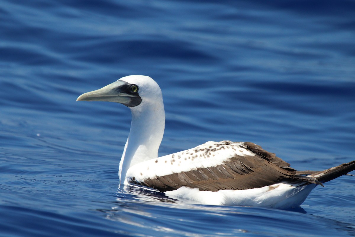 Masked Booby - ML345886591