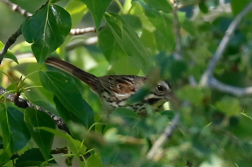 Song Sparrow - Douglas Faulder