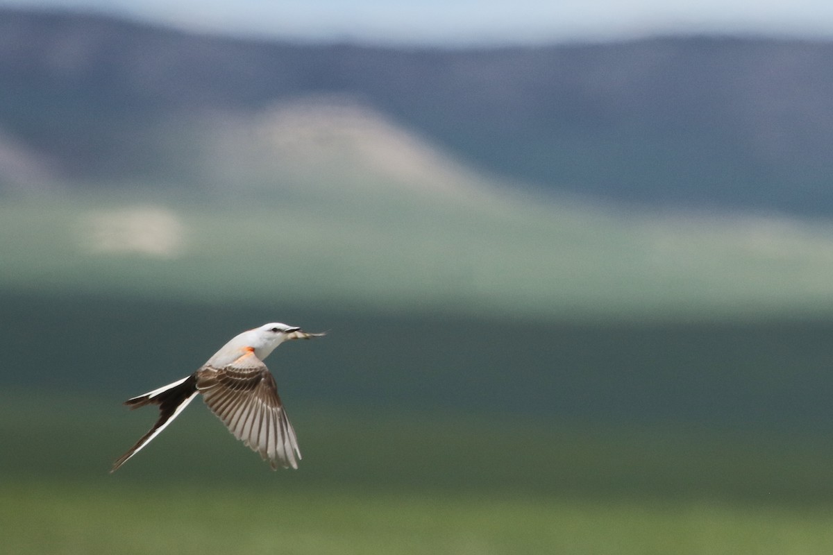 Scissor-tailed Flycatcher - David Yeamans