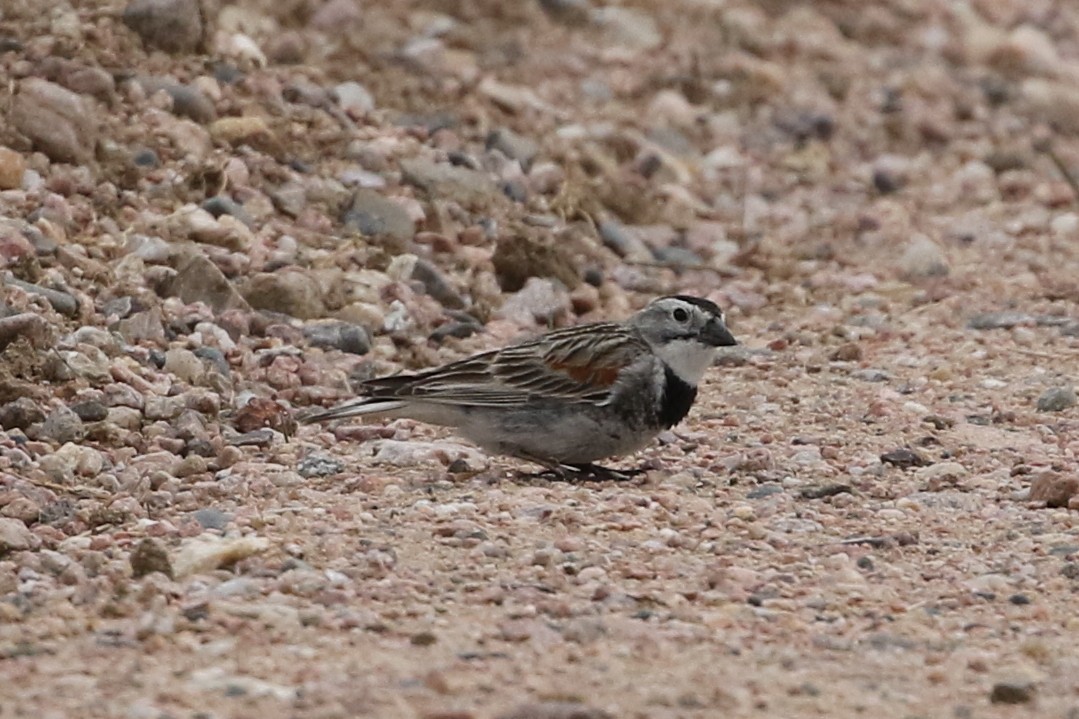 Thick-billed Longspur - David Yeamans