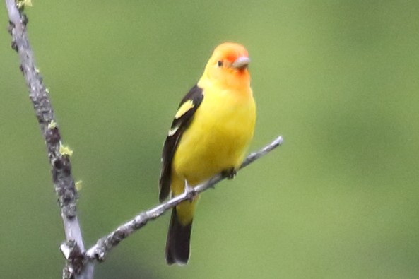 Western Tanager - ML345894021