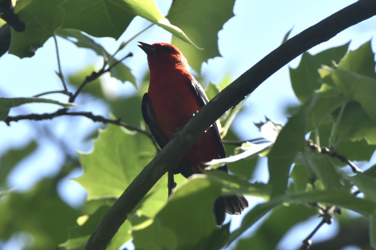 Scarlet Tanager - ML345894471