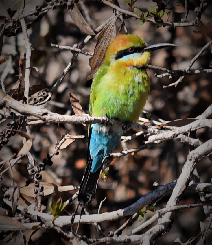 Rainbow Bee-eater - John Francis