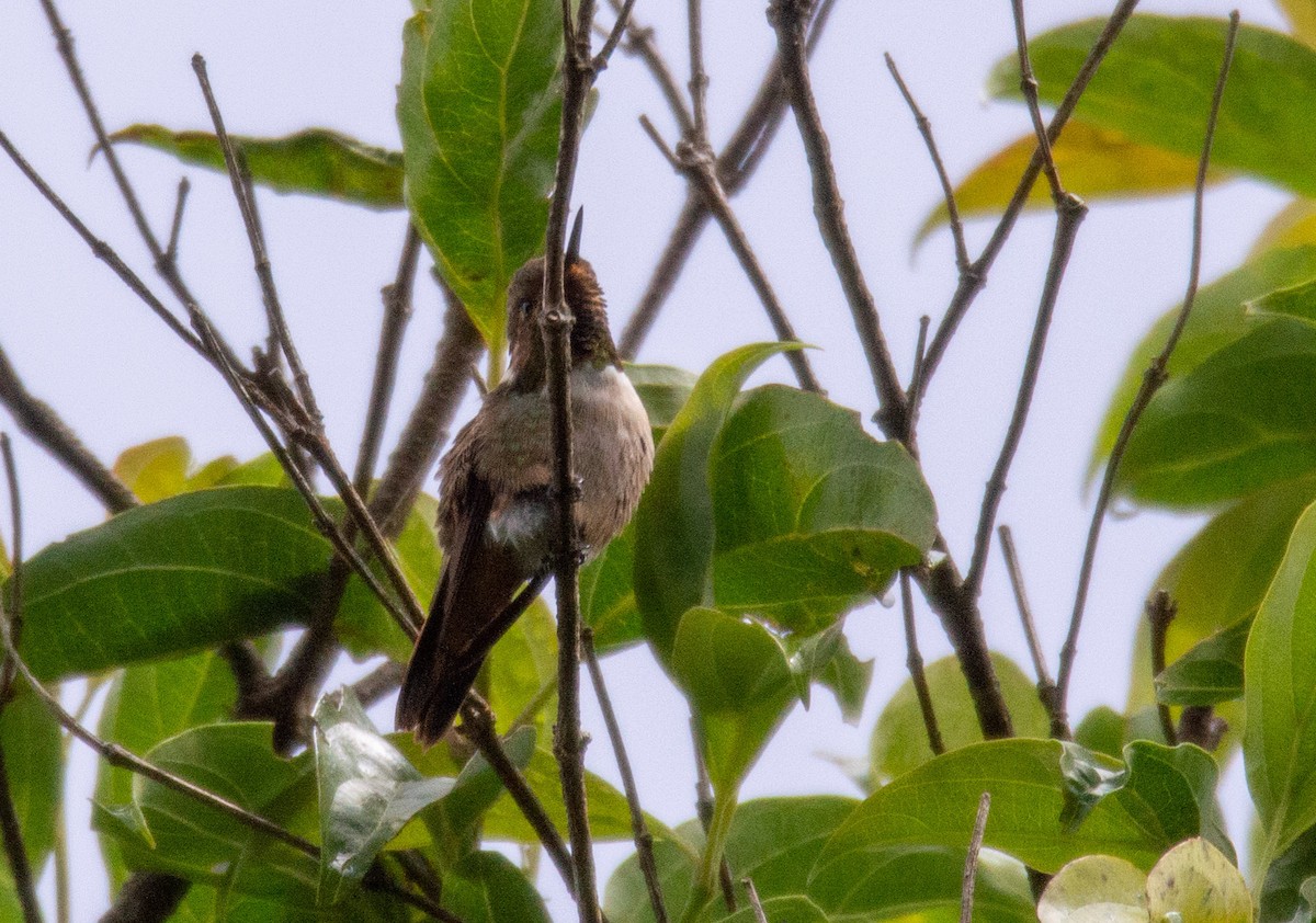 Volcano Hummingbird (Rose-throated) - Joe Tuvell