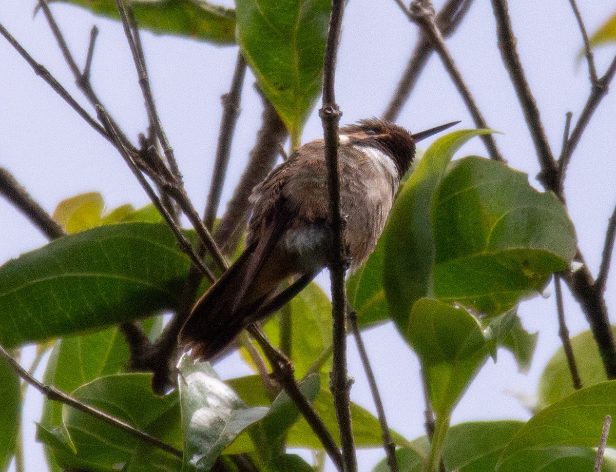 Volcano Hummingbird (Rose-throated) - ML345897001