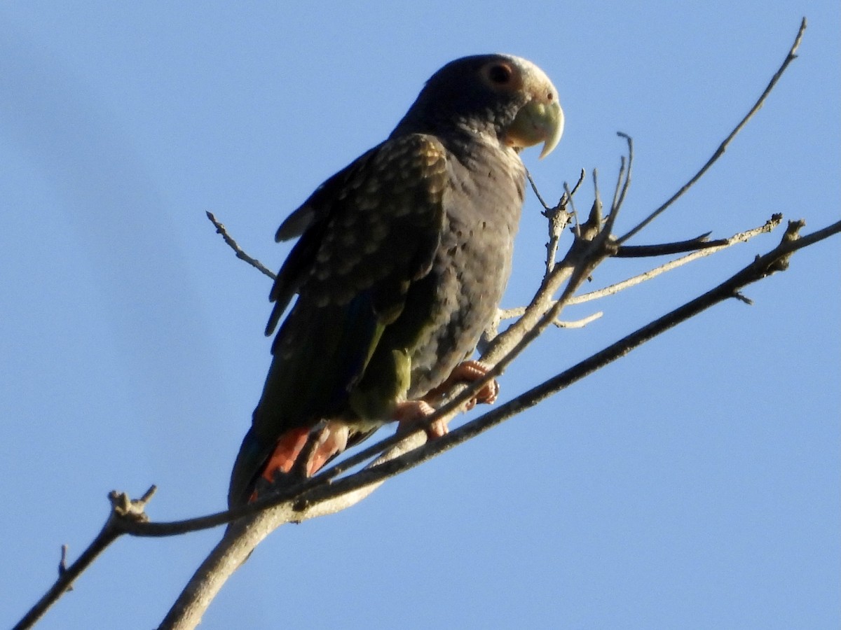 White-crowned Parrot - ML345898351