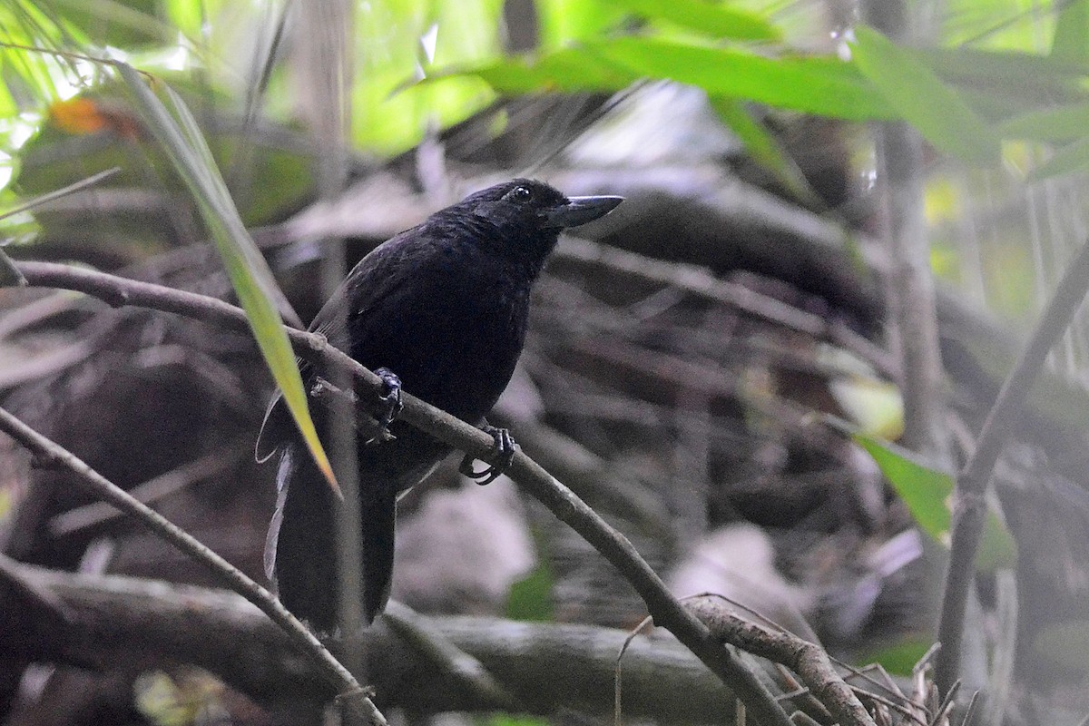 Rondonia Bushbird - ML345907951