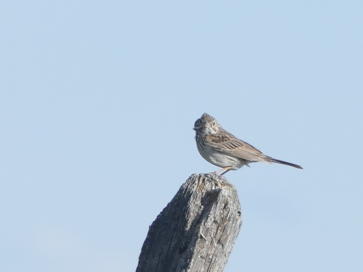 Vesper Sparrow - ML345910381