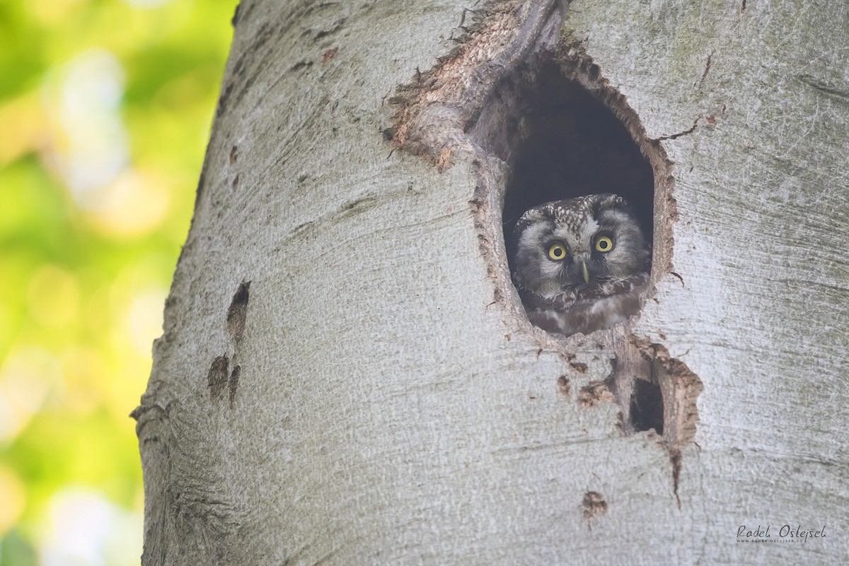 Boreal Owl - Radek Ošlejšek