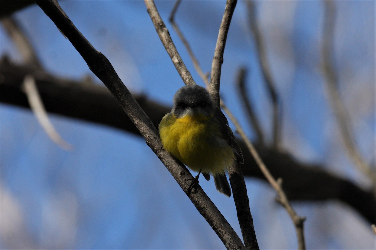 Eastern Yellow Robin - ML345918151