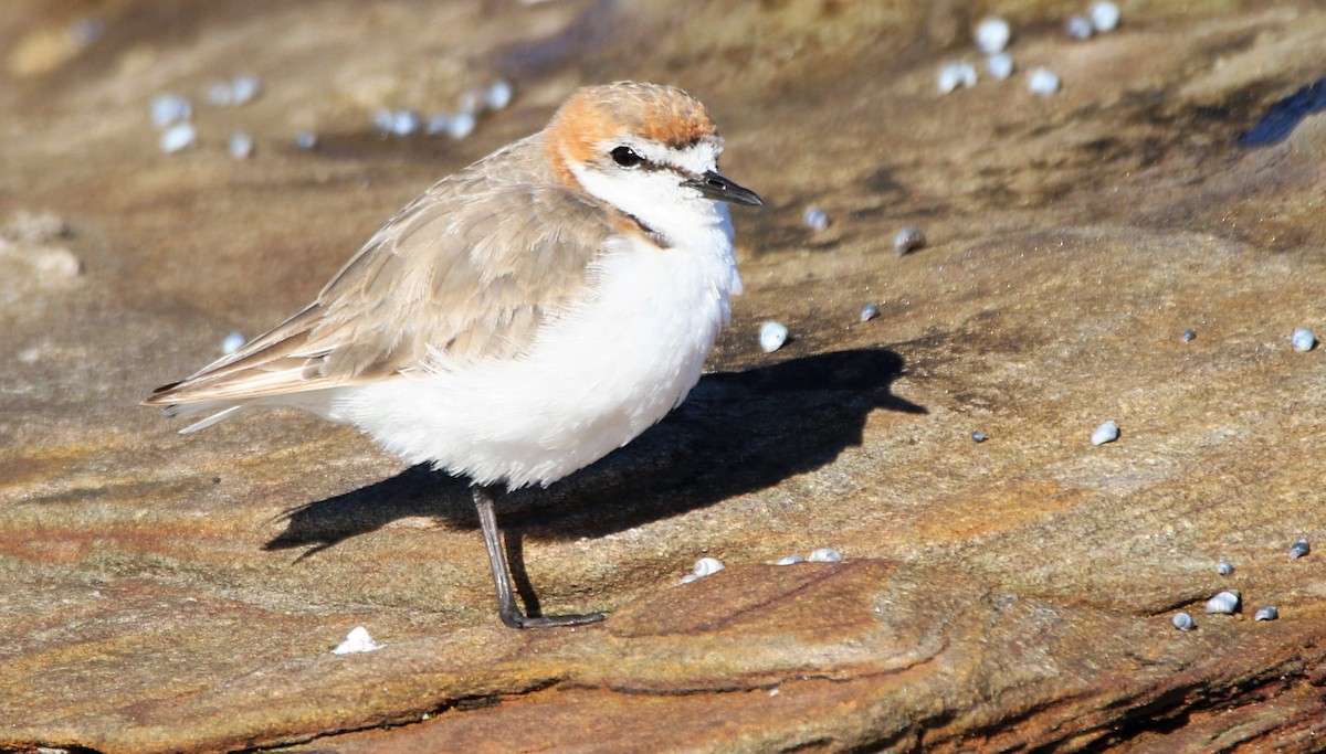 Red-capped Plover - ML345921041