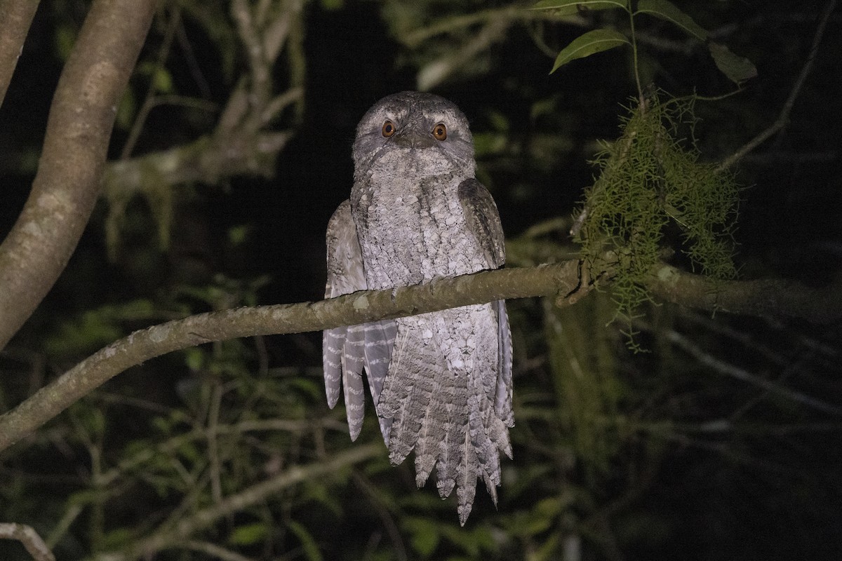 Marbled Frogmouth - ML345922431