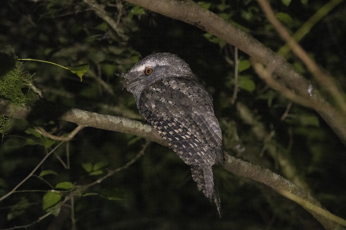 Marbled Frogmouth - ML345922441