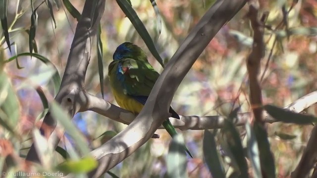 Turquoise Parrot - ML345926311