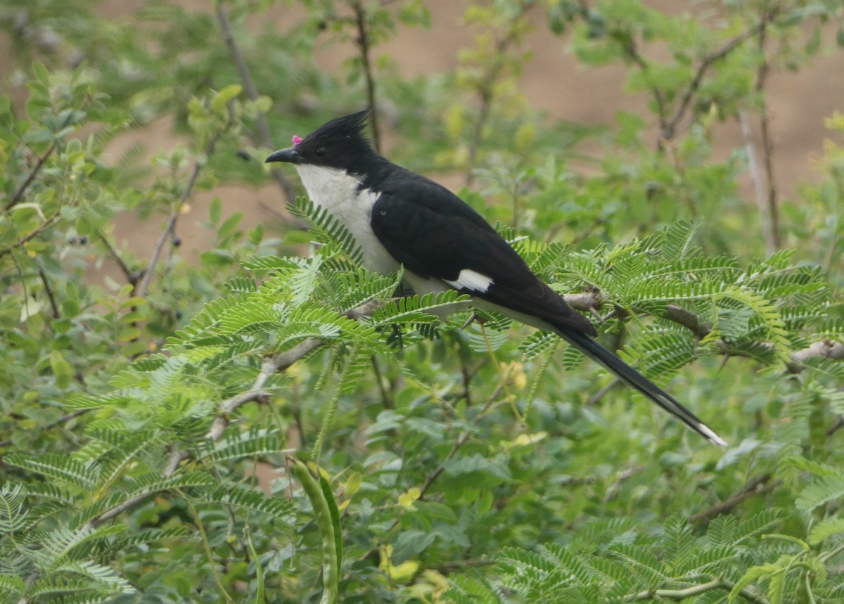 Pied Cuckoo - Kishore P