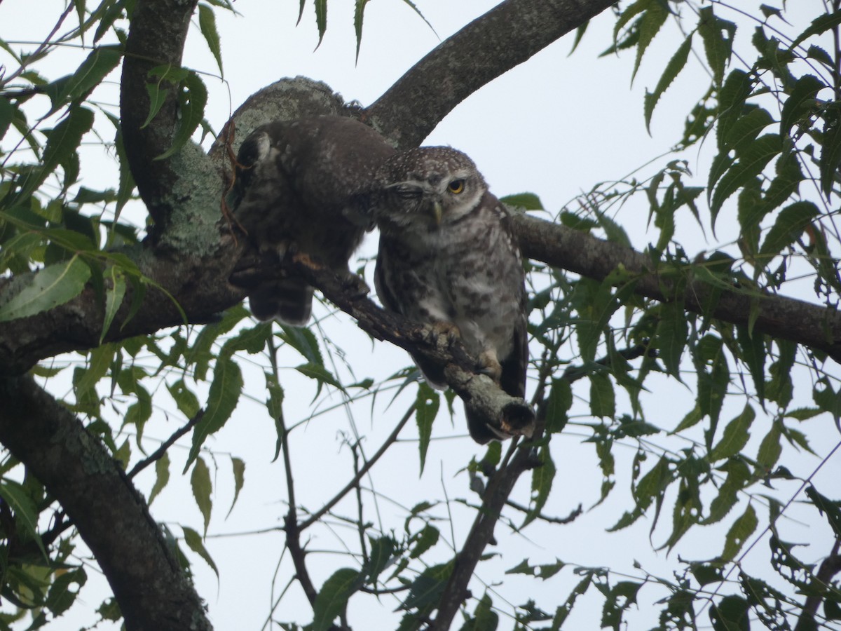 Spotted Owlet - ML345926431