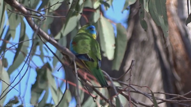 Turquoise Parrot - ML345926471