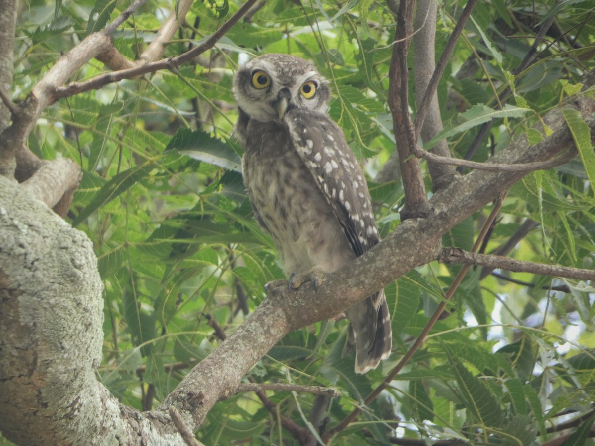 Spotted Owlet - ML345926551