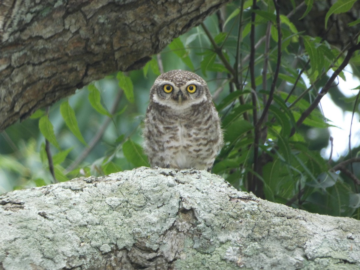 Spotted Owlet - Kishore P