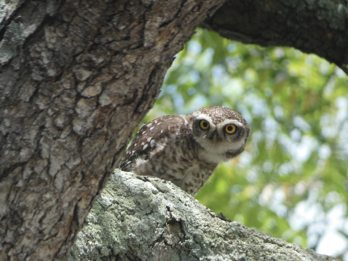 Spotted Owlet - ML345926591