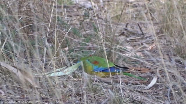 Turquoise Parrot - ML345926681