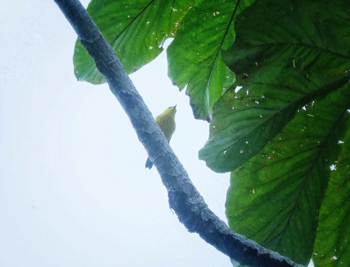 Yellow Warbler (Galapagos) - ML345928161