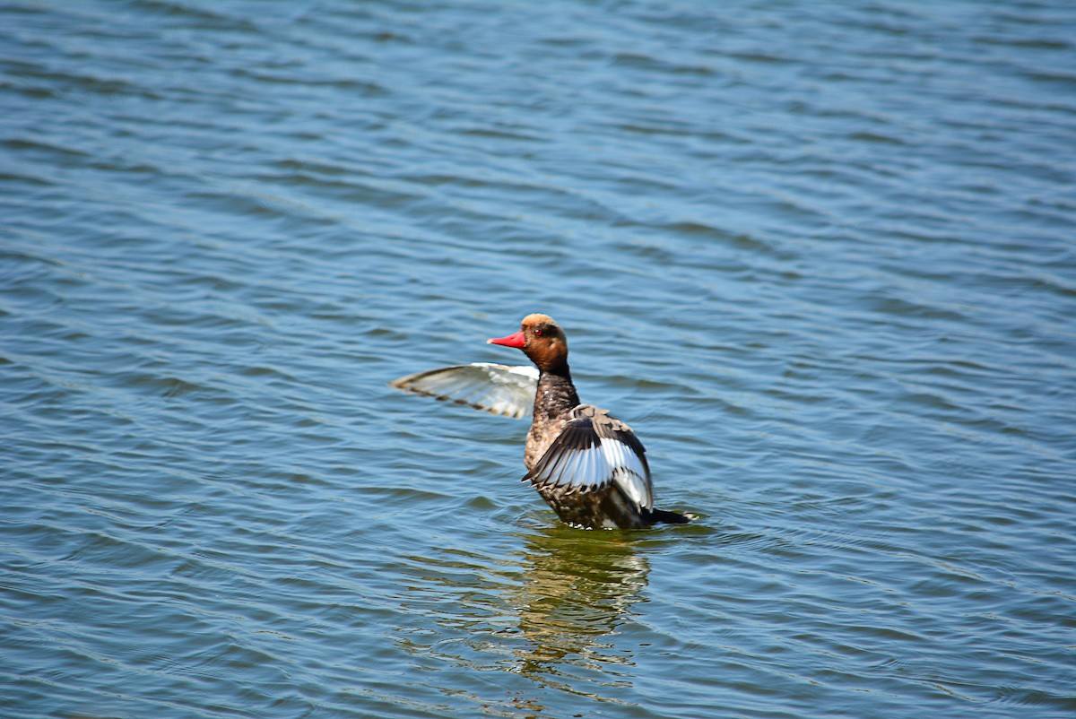 Red-crested Pochard - Paulo Narciso