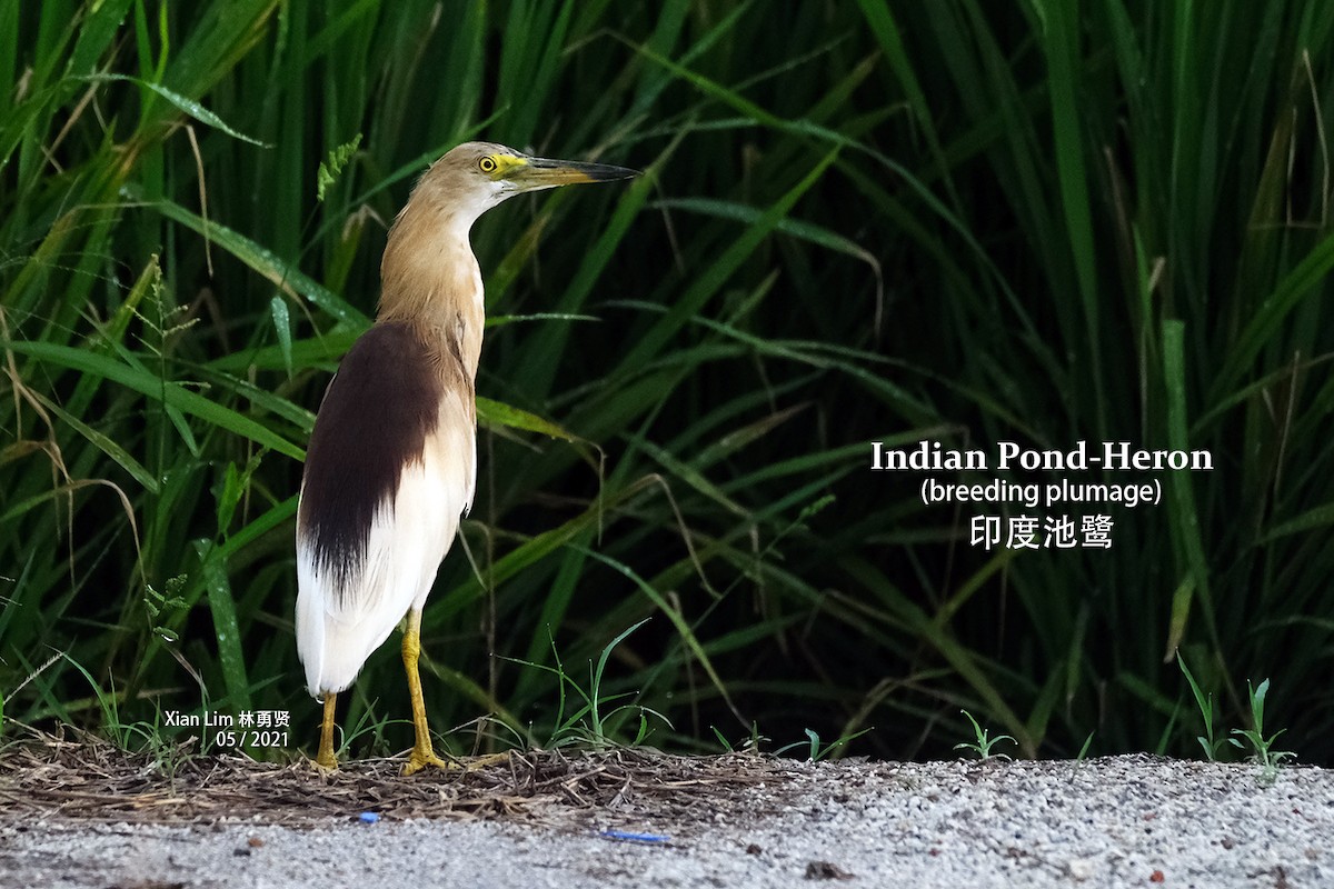 Indian Pond-Heron - ML345930741