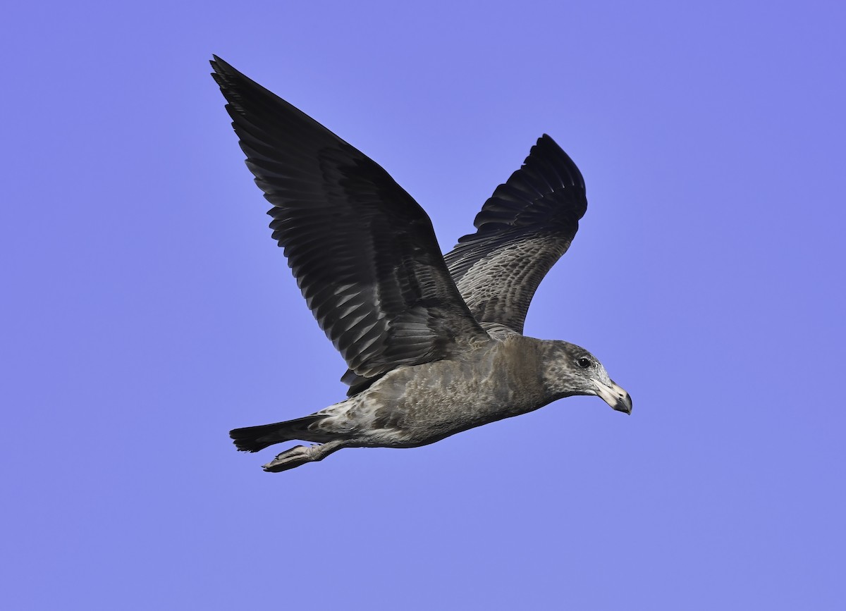 Pacific Gull - Steven McBride