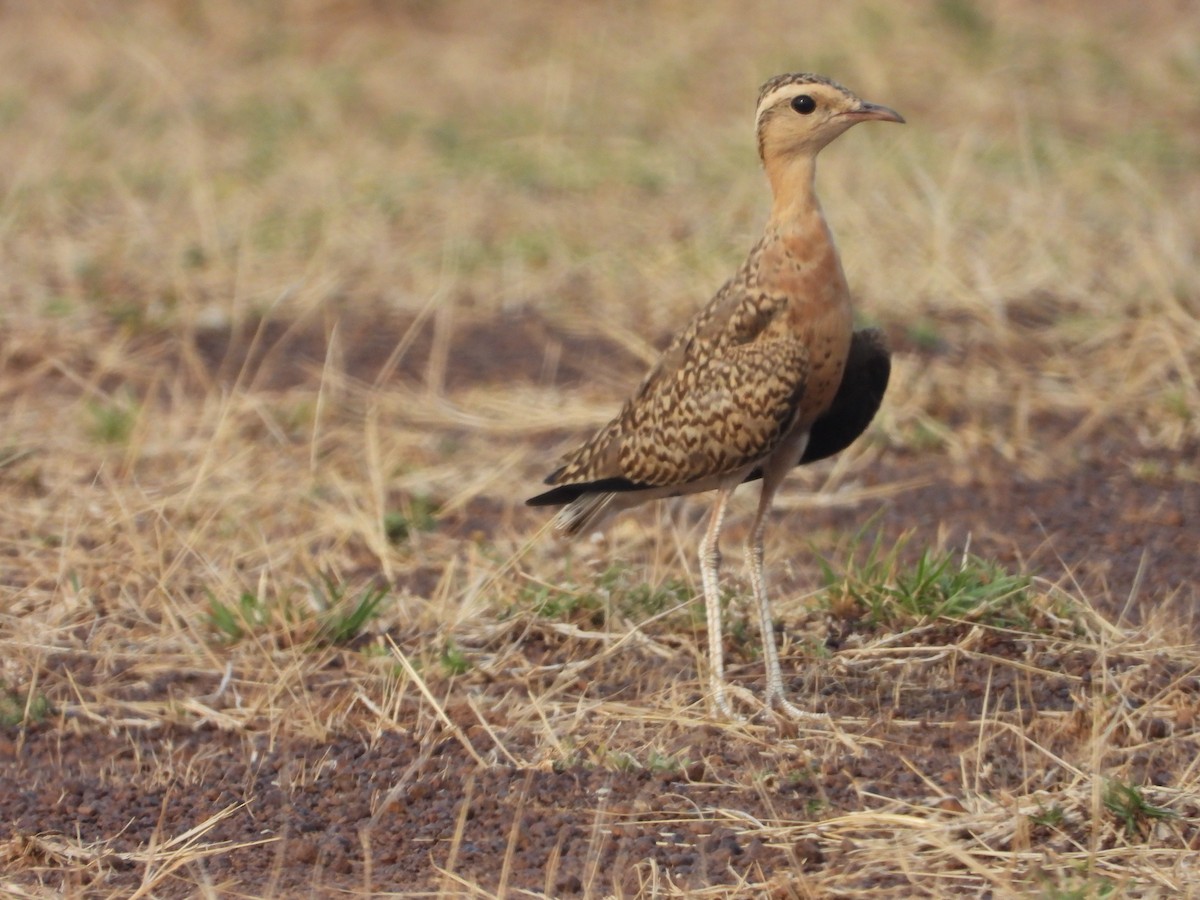 Indian Courser - ML345933491