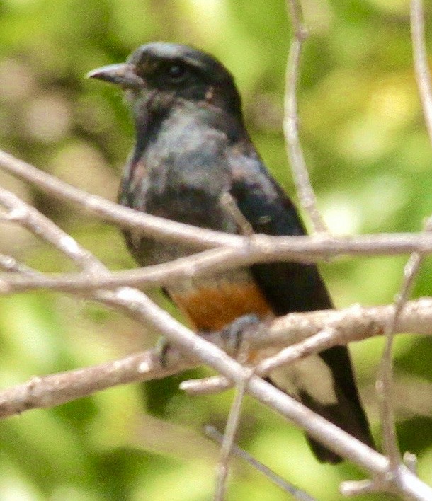Swallow-winged Puffbird - ML345935411