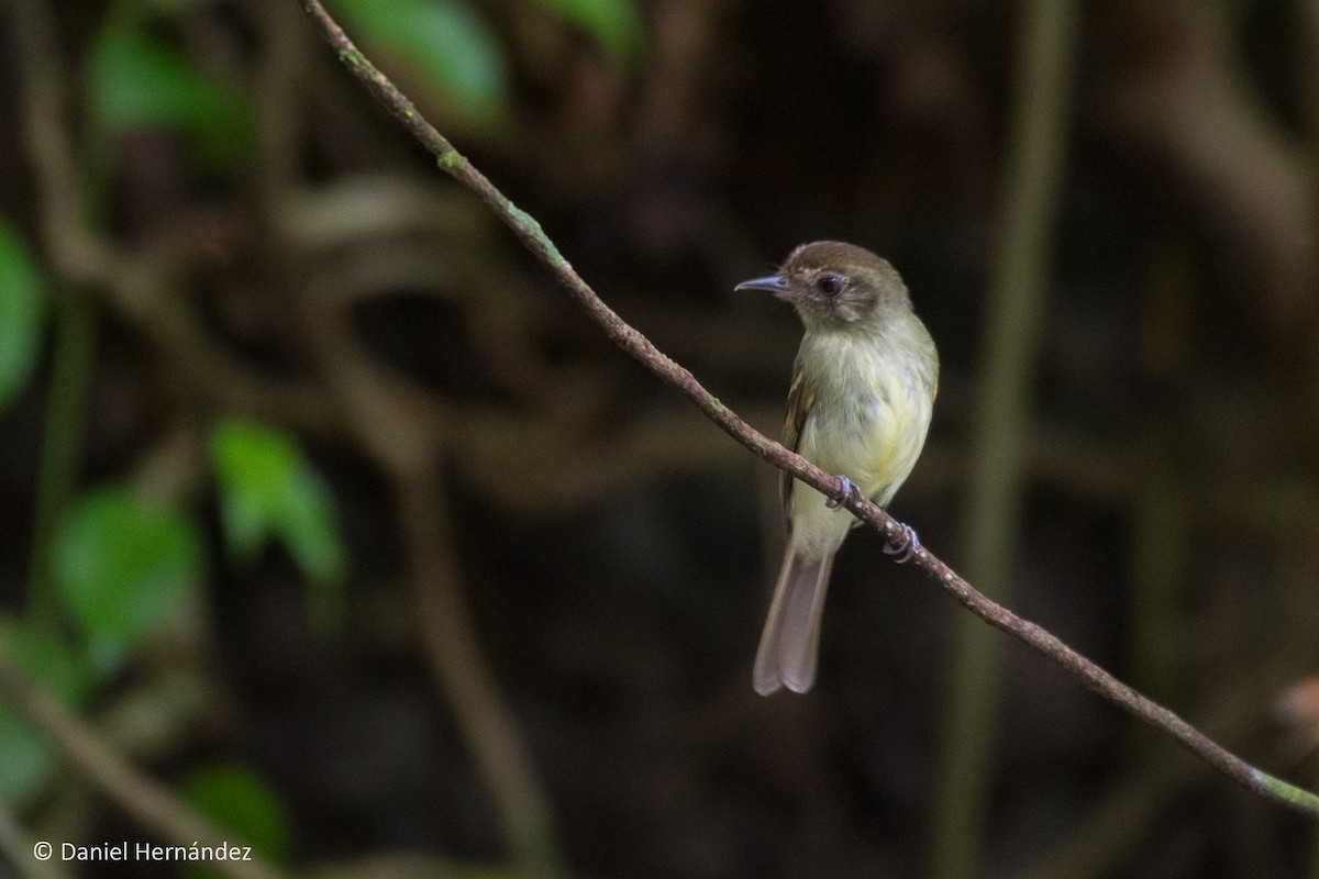 Sepia-capped Flycatcher - ML345937821