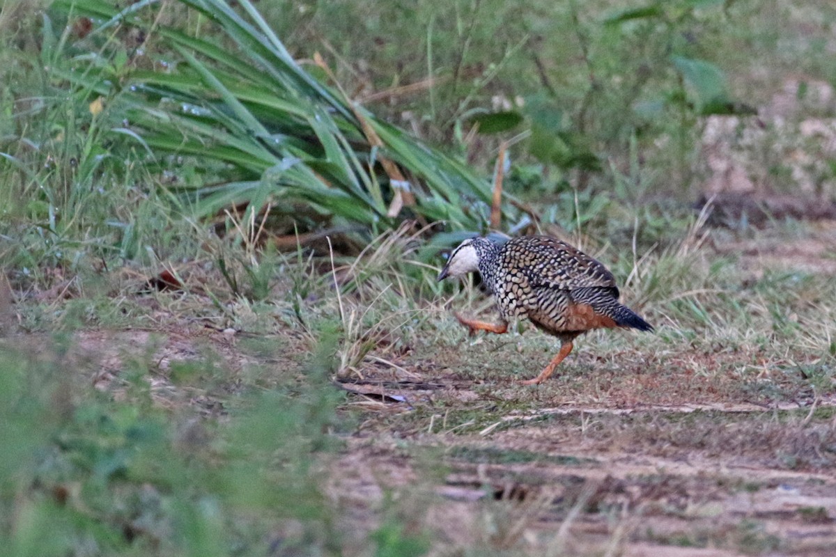 Chinese Francolin - ML345938541
