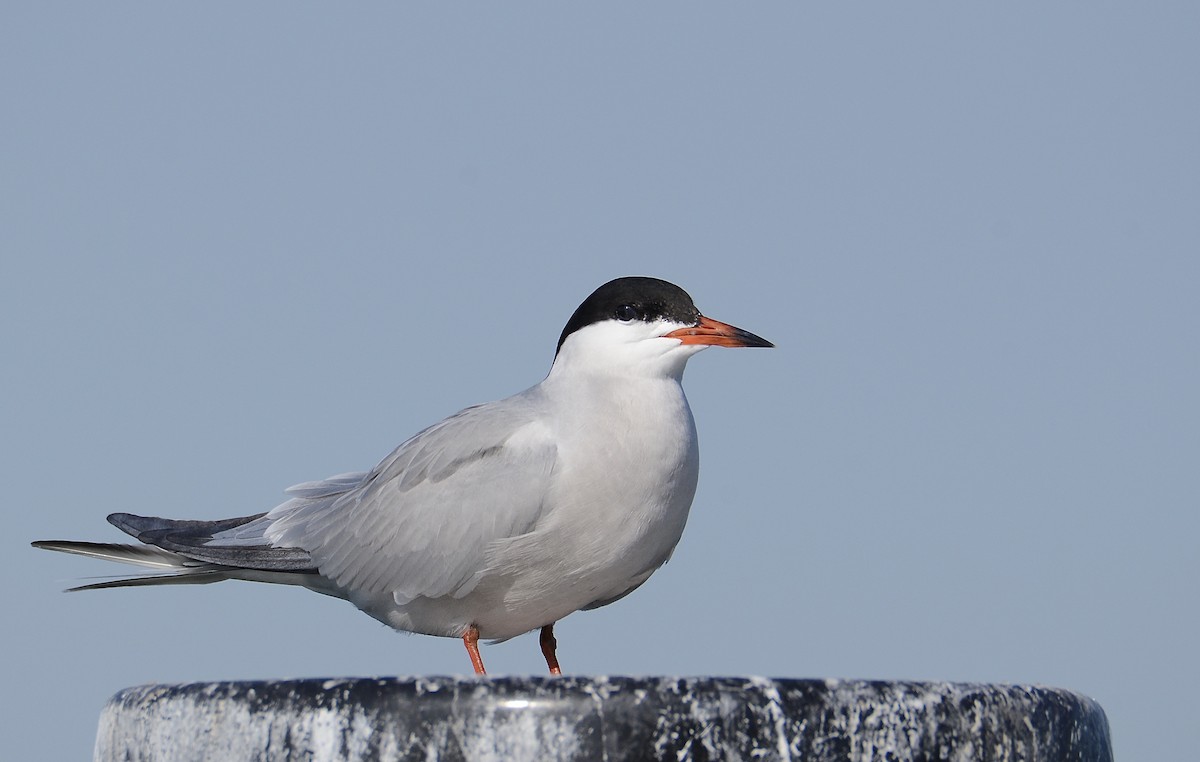 Common Tern - ML345938891